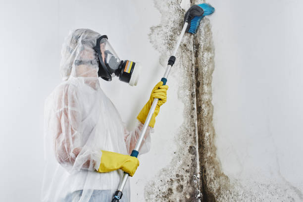 Why You Should Choose Our Mold Remediation Services in Dacono, CO